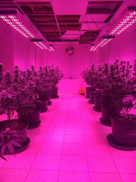 led grow lights for marijuana